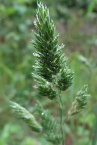 <i>Dactylis glomerata</i>