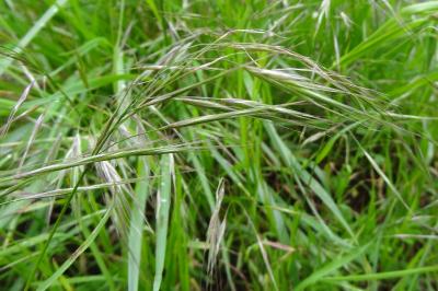 <i>Anisantha sterilis</i>