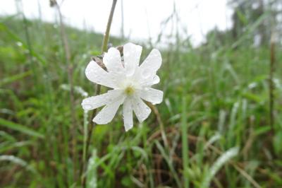 <i>Silene latifolia</i>
