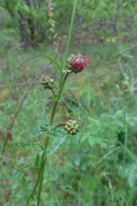<i>Poterium sanguisorba</i>