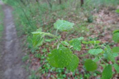 <i>Betula pubescens</i>