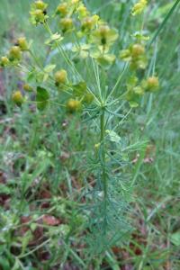 <i>Euphorbia cyparissias</i>