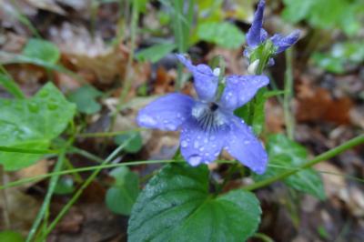 <i>Viola</i>