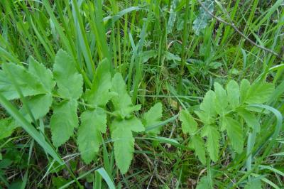 <i>Pastinaca sativa</i>