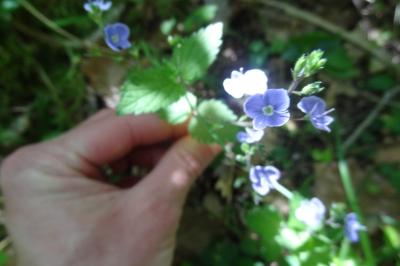 <i>Veronica chamaedrys</i>