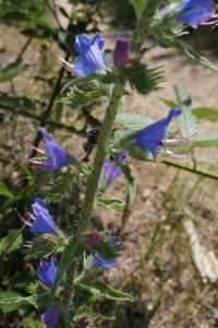 <i>Echium vulgare</i>