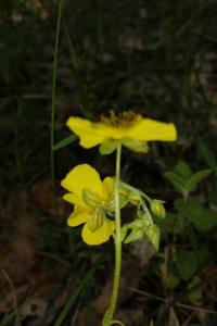 <i>Helianthemum nummularium</i>