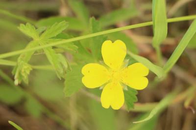 <i>Potentilla anglica</i>
