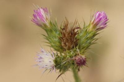 <i>Carduus tenuiflorus</i>