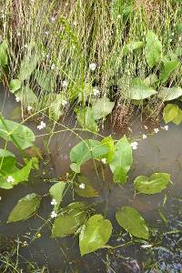 <i>Alisma plantago-aquatica</i>