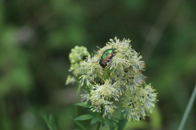 <i>Thalictrum flavum</i>