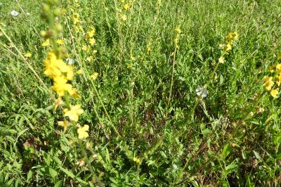 <i>Agrimonia eupatoria</i>