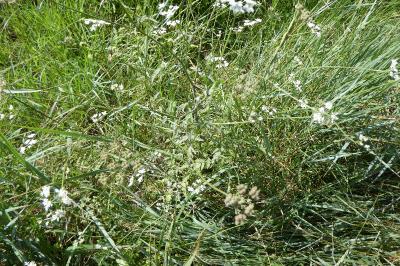 <i>Torilis japonica</i>