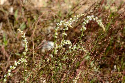 <i>Sesamoides purpurascens</i>