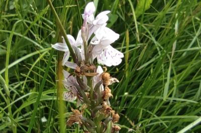 <i>Dactylorhiza maculata</i>