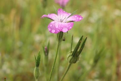 <i>Agrostemma githago</i>
