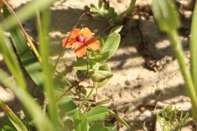 <i>Lysimachia arvensis</i>