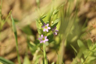 <i>Lythrum hyssopifolia</i>