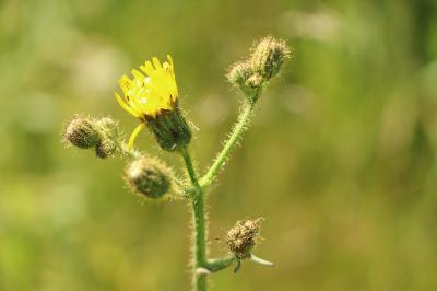 <i>Sonchus arvensis</i>