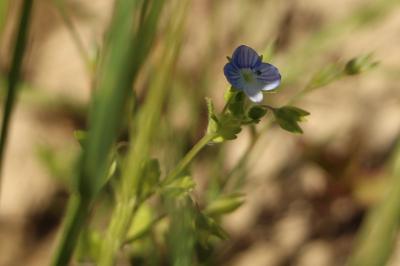 <i>Veronica persica</i>