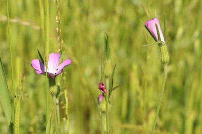 <i>Agrostemma githago</i>