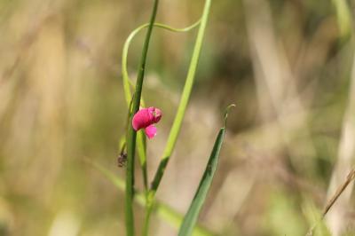 <i>Lathyrus nissolia</i>