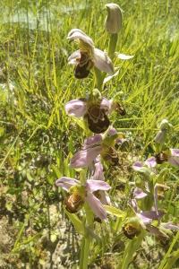 <i>Ophrys apifera</i>