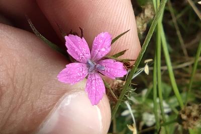 <i>Dianthus armeria</i>