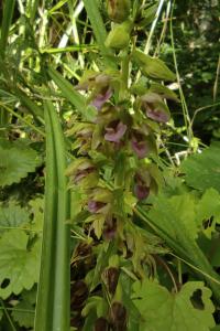 <i>Epipactis helleborine</i>