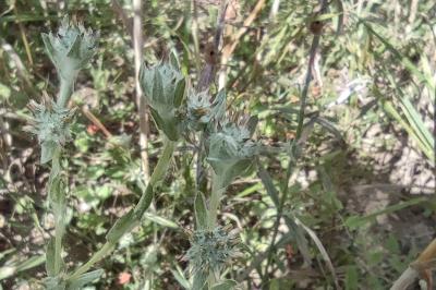 <i>Filago lutescens</i>