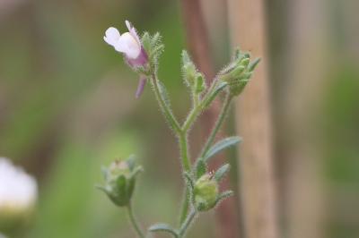 <i>Chaenorrhinum minus</i>