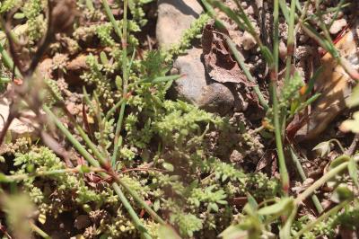 <i>Herniaria hirsuta</i>