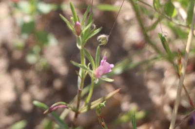 <i>Misopates orontium</i>