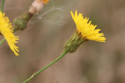 <i>Sonchus arvensis</i>