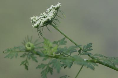 Apiaceae