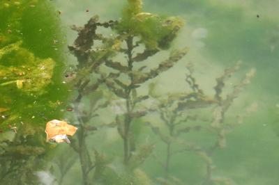 <i>Potamogeton crispus</i>