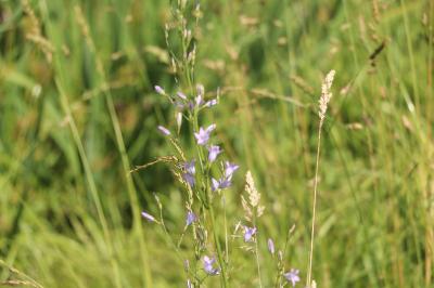 <i>Campanula rapunculus</i>