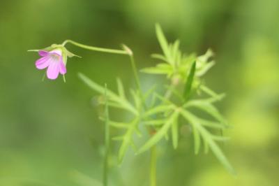 <i>Geranium columbinum</i>