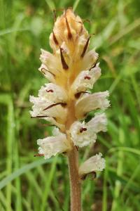 <i>Orobanche picridis-hieracioidis</i>