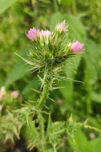<i>Carduus tenuiflorus</i>