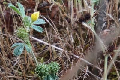 <i>Medicago minima</i>