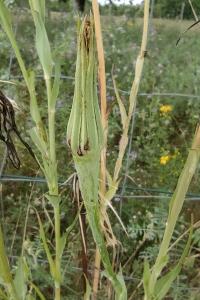 <i>Tragopogon dubius</i>