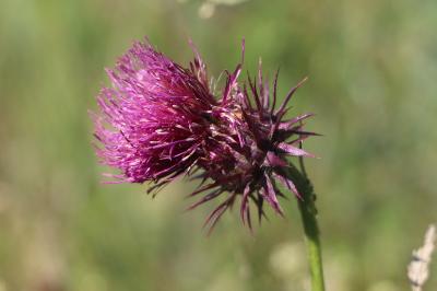 <i>Carduus nutans</i>