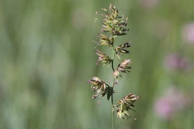 <i>Dactylis glomerata</i>