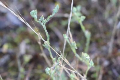 <i>Logfia minima</i>