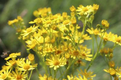 <i>Jacobaea vulgaris</i>