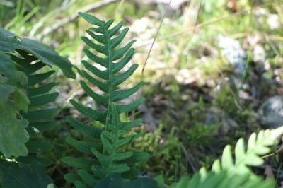 <i>Polypodium</i>