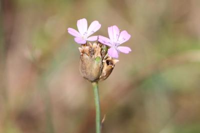 Petrorhagia prolifera