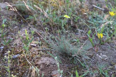 <i>Corynephorus canescens</i>