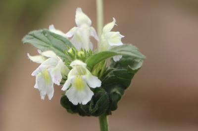 <i>Galeopsis segetum</i>